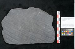Foto (Objekt + Etikett) von Sigillaria sp. (NHMW-GEO-2024-0188-11216)